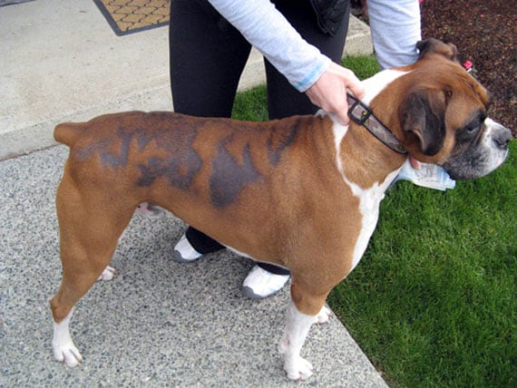 dachshund losing hair