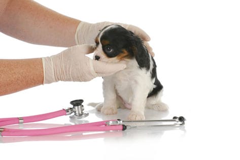 monthly heartworm treatment for dogs