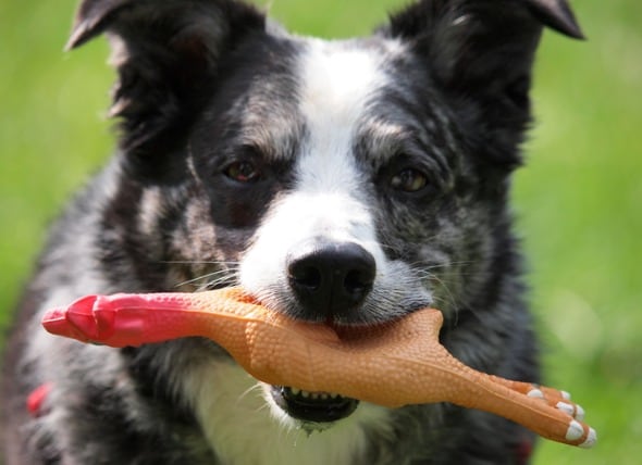 Why Dogs Like Squeaky Toys