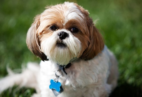 Top 10 New Year’s Resolutions for Your Pet (and You) | petMD