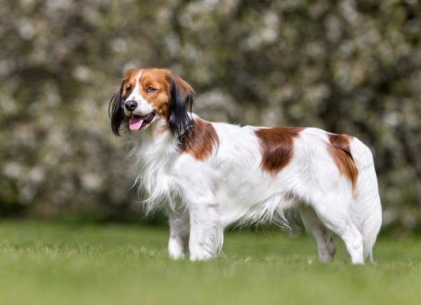 kooikerhondje dog