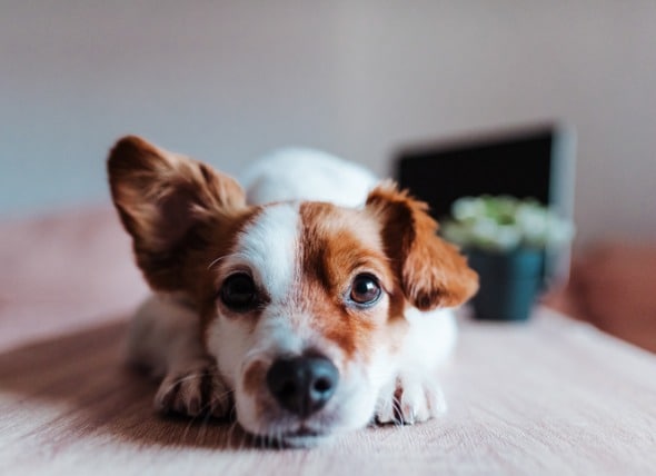 dog impacted ear wax