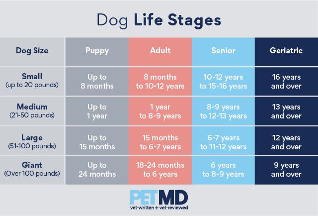 dog's life in years compared to humans