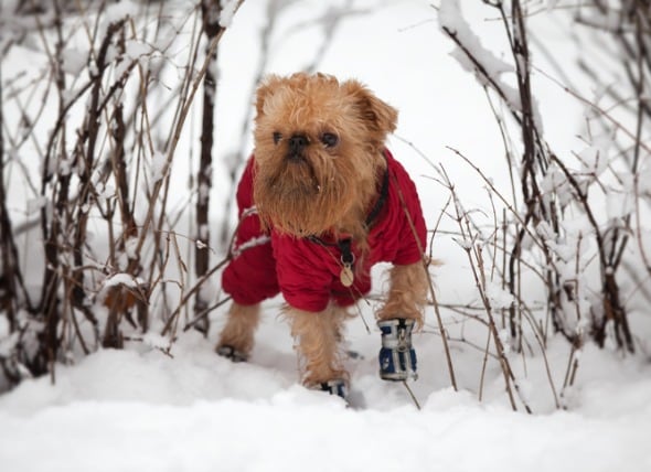How Cold Is Too For Your Dog Petmd, Should You Put A Coat On Your Dog In The Winter