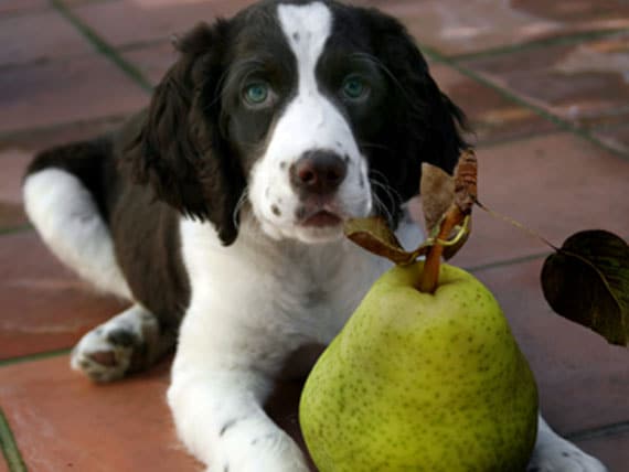 Dog Fruit Chart