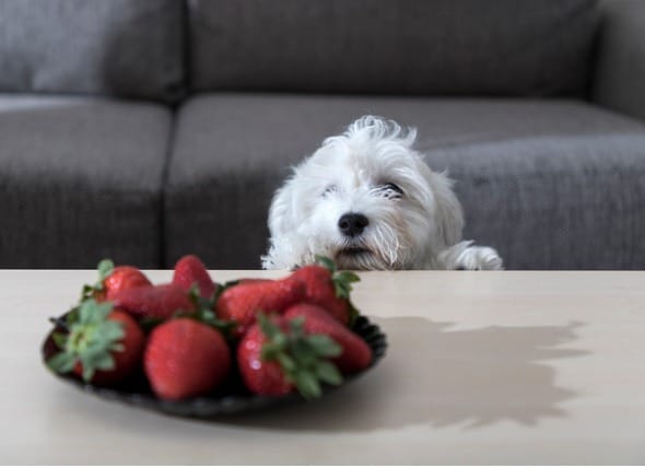 Which Fruits Can Dogs Eat Can Dogs Eat Strawberries Blueberries Watermelon Bananas And Other Fruits Petmd