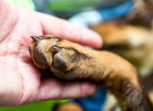 How to Stop a Dog's Nail From Bleeding