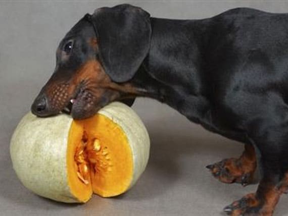 Image result for dogs and vegetables
