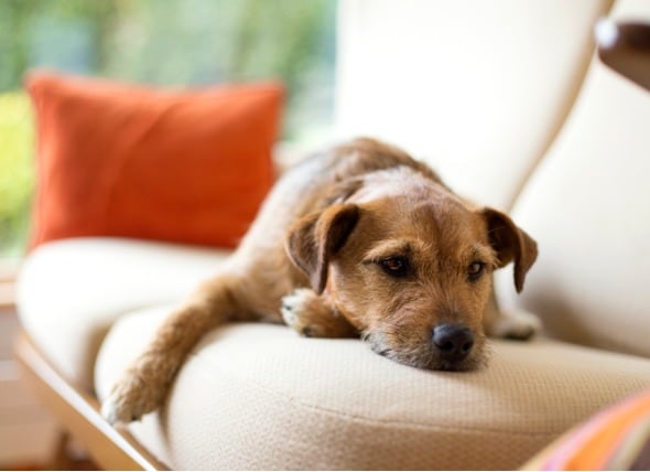 Dog Fevers: How to Tell if Your Dog Has a Fever and How to Treat It | PetMD
