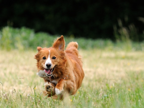 Low Shedding Dogs Medium - Goldenacresdogs.com