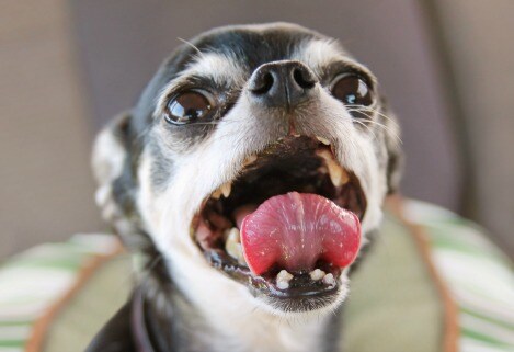 Dog Tongue Color Chart