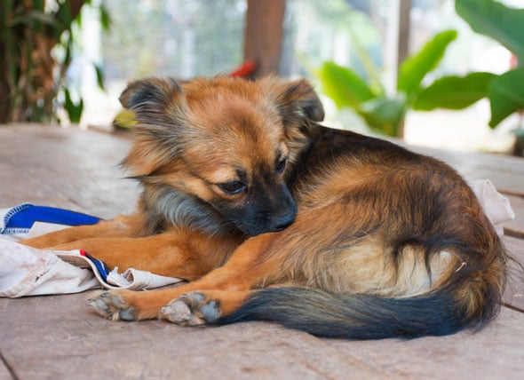 https://www.petmd.com/sites/default/files/dog-scratching-shutterstock_260209241.jpg