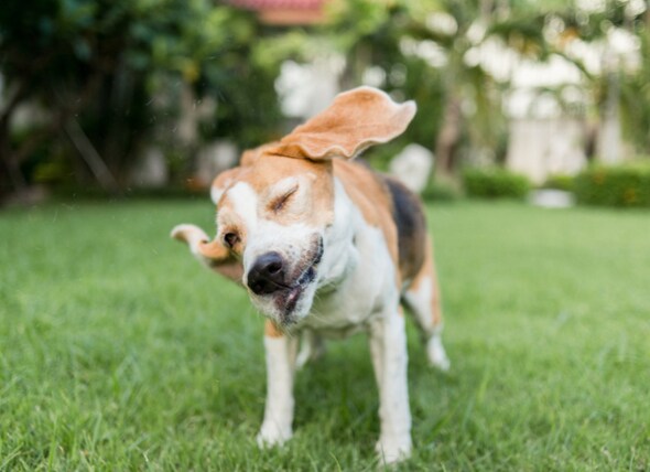 Why Do Dogs Shake Their Head?