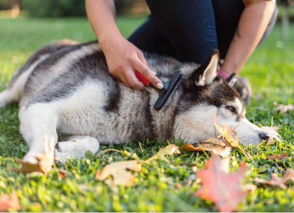 dog hair shedding