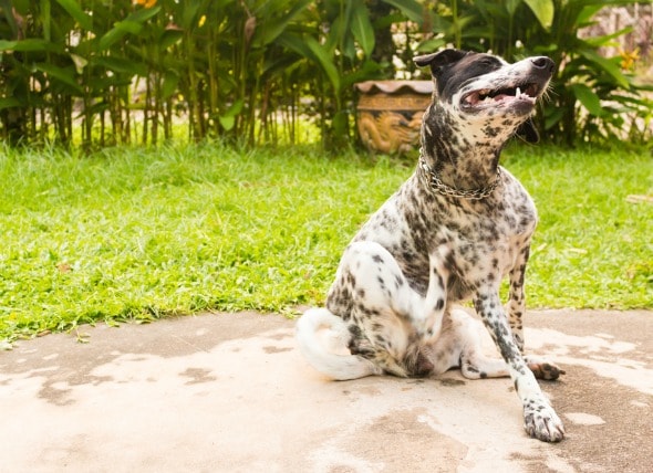 Spider Bites On Dogs Back