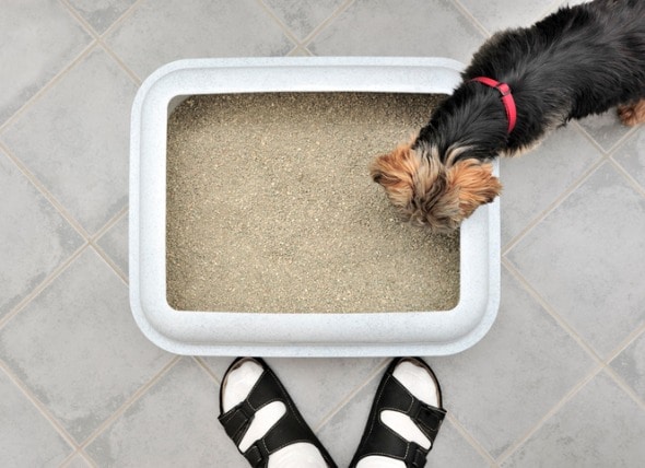 can a dog get sick from eating cat litter