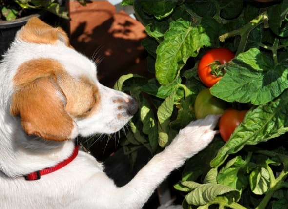 12 Fruits And Vegetables Toxic To Dogs