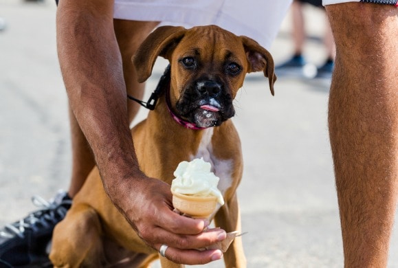 is sugar harmful for dogs