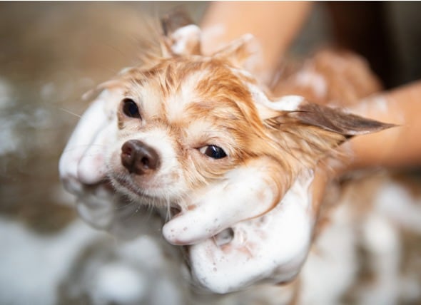 best soap for dogs