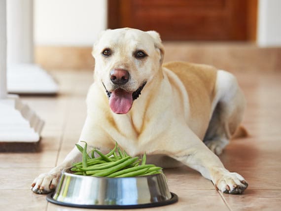 green bean diet for dash hound