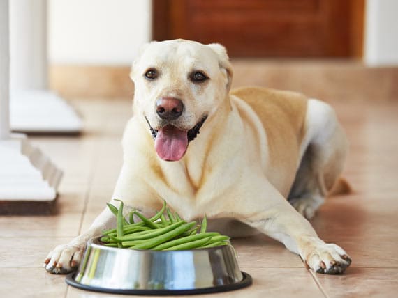 Is the Green Bean Diet Good for Dogs 