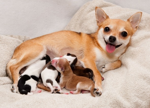 dogs being pregnant