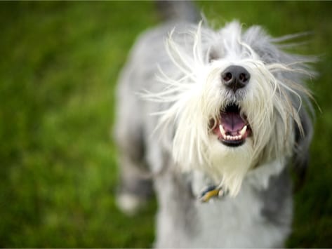 stop dog excited barking