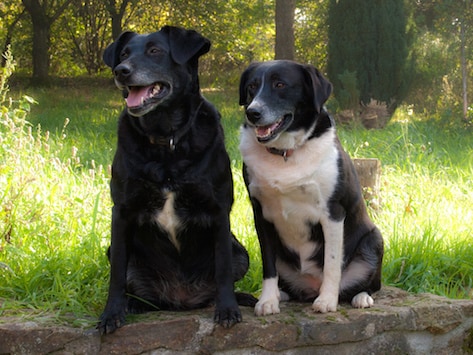 sitting dogs, dogs on wall