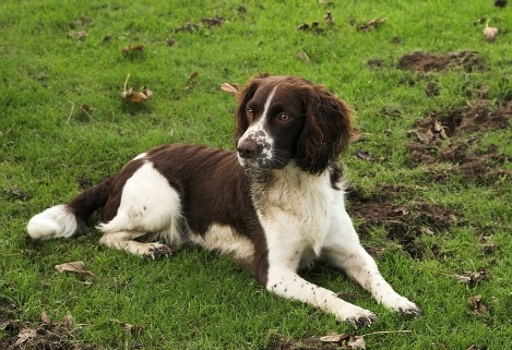 My dog is eating grass and mud