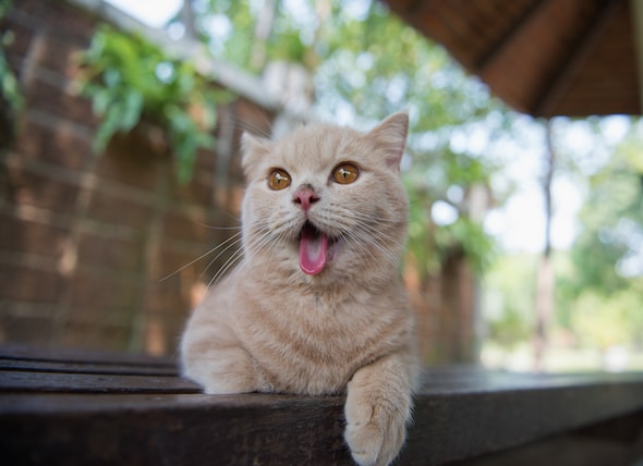 cat drooling tongue out not eating