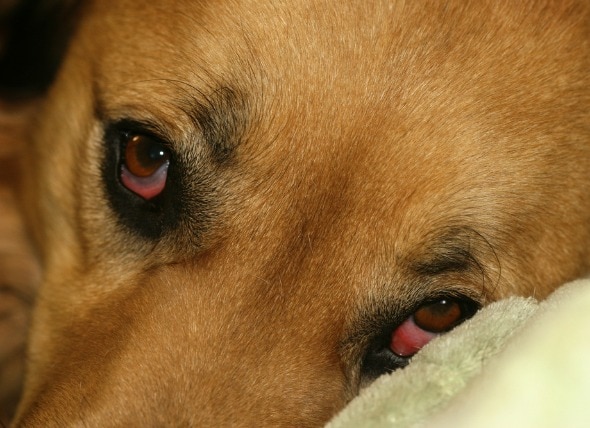 Droopy Eye In Dogs Petmd