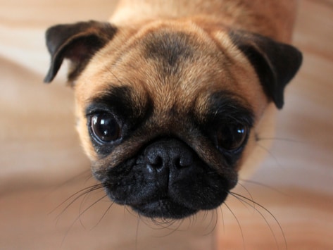 pug nose dog