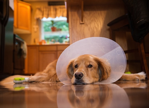The Cone Of Shame Why E Collars Get A Bad Rap But Are So Important