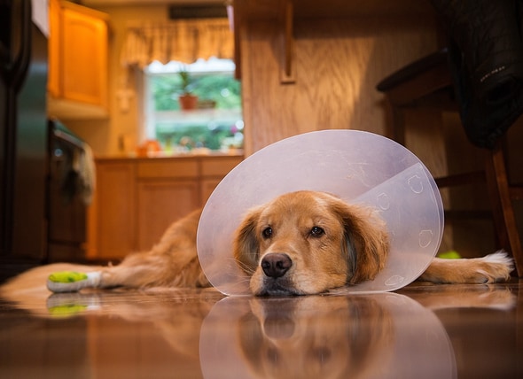 dog sleeping with cone