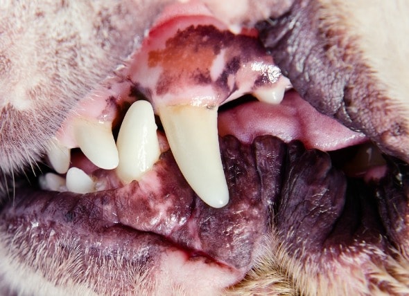 Image result for Dental Problems in Pitbull