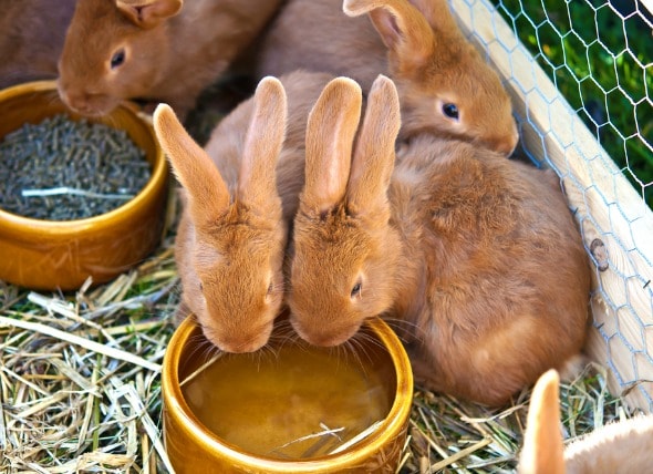 Excess Urine and Excess Thirst in Rabbits | PetMD