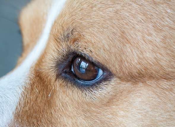 Eye Defects (Congenital) in Dogs PetMD