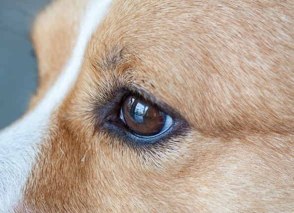 Dog Eye Reflection Color Chart