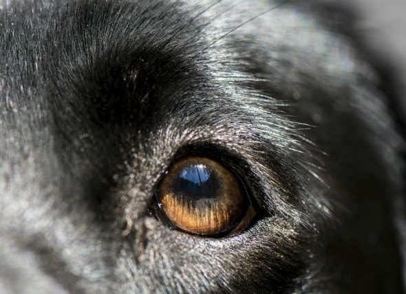 Eye Inflammation in Dogs PetMD
