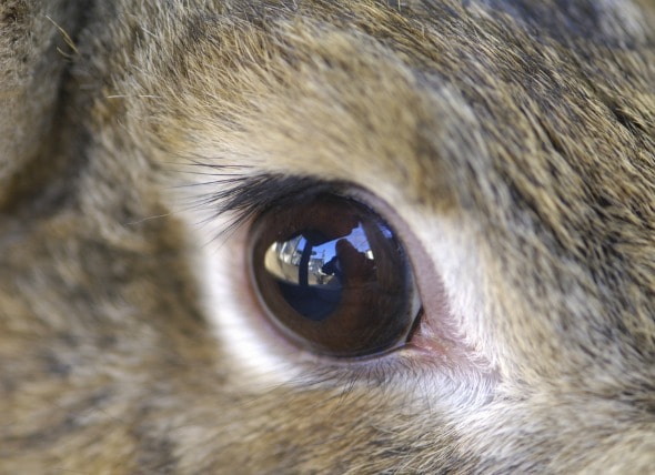 Eye Inflammation In Rabbits