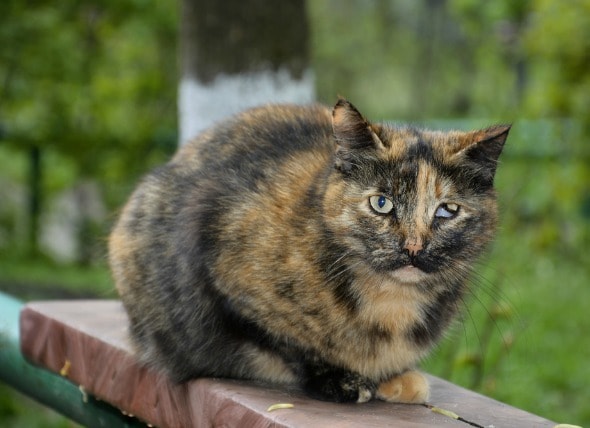 Cat S Third Eyelid Showing Other Cat Eye Injuries Petmd