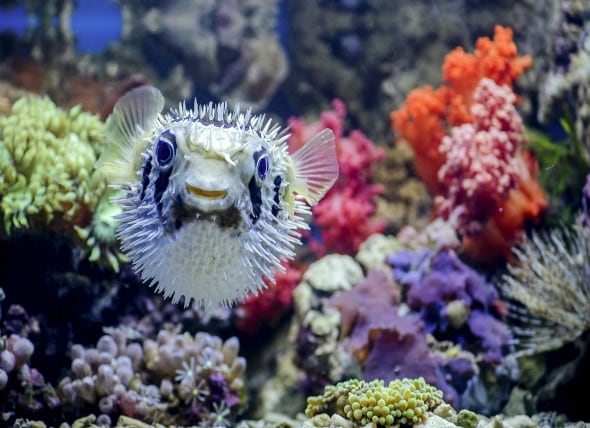 Image result for how dangerous is the puffer fish