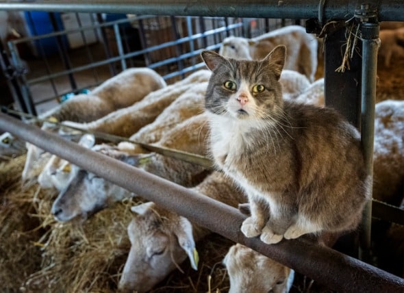 How to Best Care for Barn Cats | PetMD