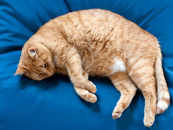 fat cat horse supplement