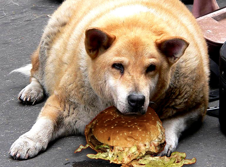 fluffy fat dogs