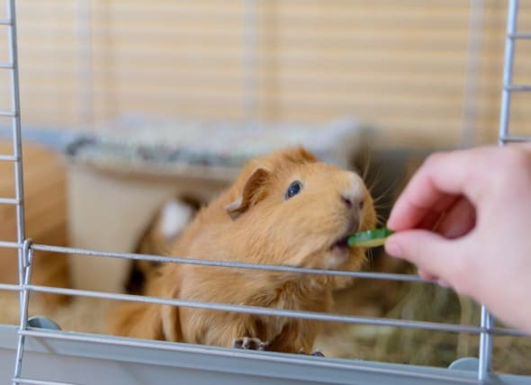 can you pet a guinea pig