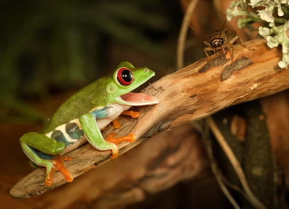 feeding-pet-frog-368390090.jpg