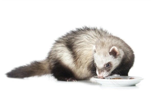 best food for a ferret