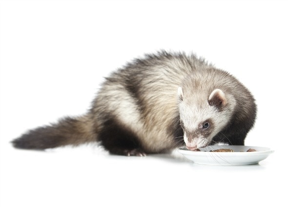 raw feeding ferrets