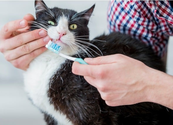 How Often Should You Brush Dog Teeth and Cat Teeth? | PetMD